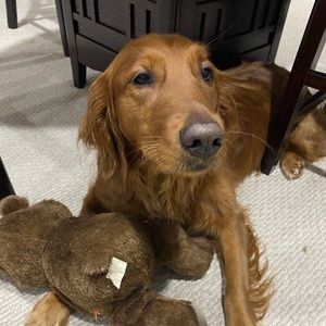 Meet your Posher, Paige